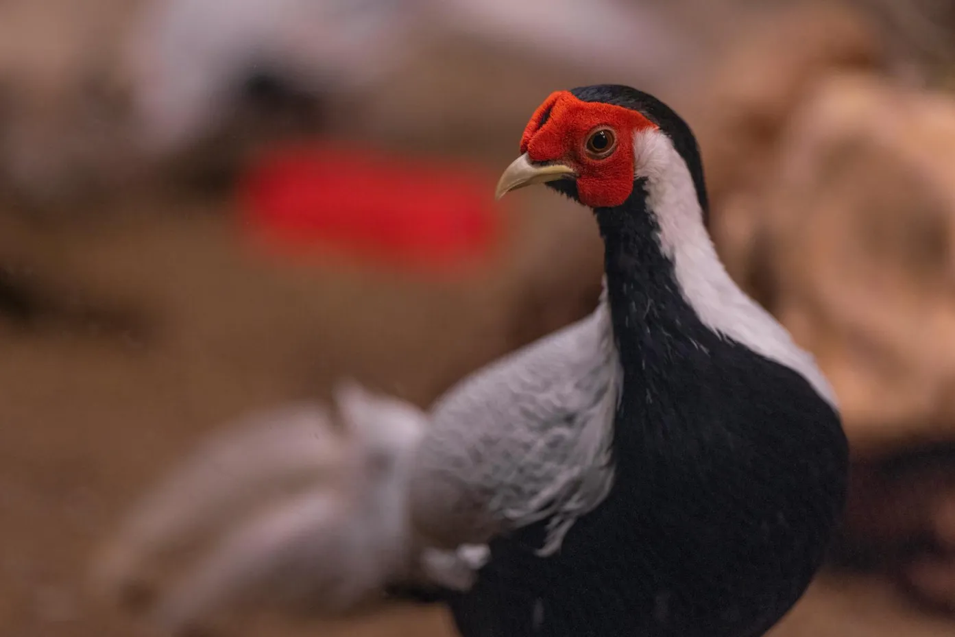 gumus-gram-degerli-metal-yatiriminin-parlayan-yildizi