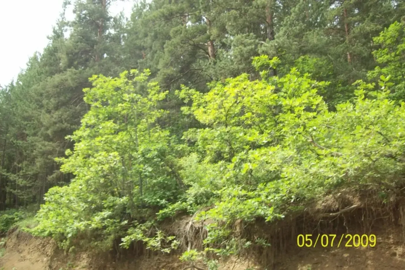 Veliaht Son Bölüm Fragmanı: Büyük Final Öncesi Nefes Kesen İpuçları