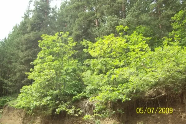 Veliaht Son Bölüm Fragmanı: Büyük Final Öncesi Nefes Kesen İpuçları